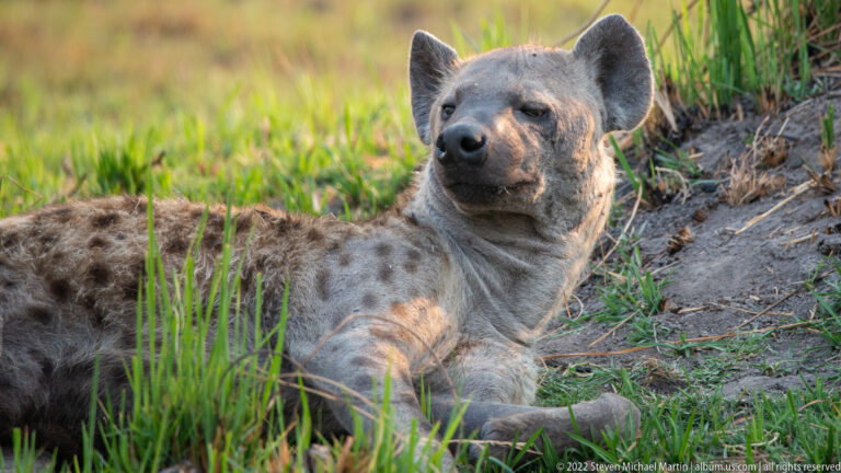 Spotted hyena lying in grass with head raised and ears upright.