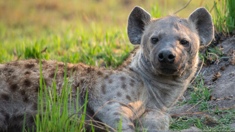 Close frontal portrait of a reclining spotted hyena looking toward the camera.