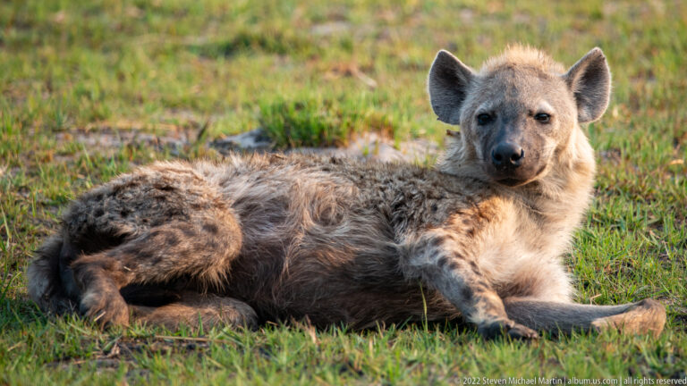 Spotted hyena curled on short grass, facing the camera with forelegs extended.
