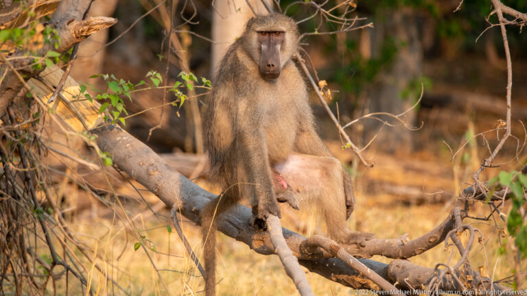 Adult chacma baboon seated on a branch with a juvenile tucked beneath it.