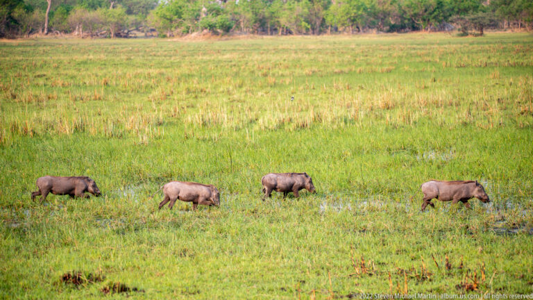 Four warthogs moving in a line across an expansive green floodplain.