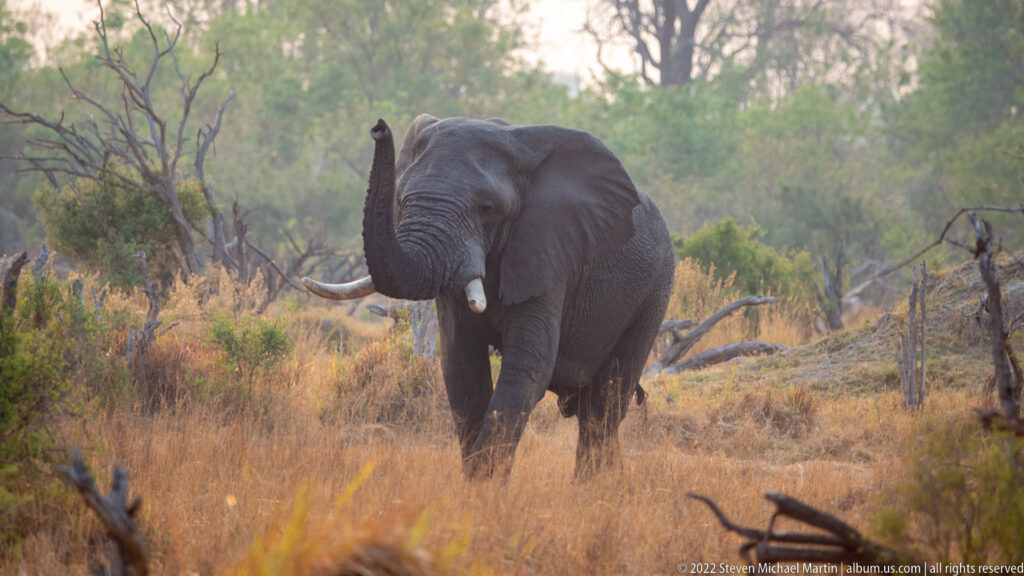 African bush elephant walking forward through dry grass with its trunk raised and tusks visible.