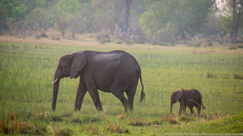 Adult elephant walking through green floodplain grass with a calf following behind.