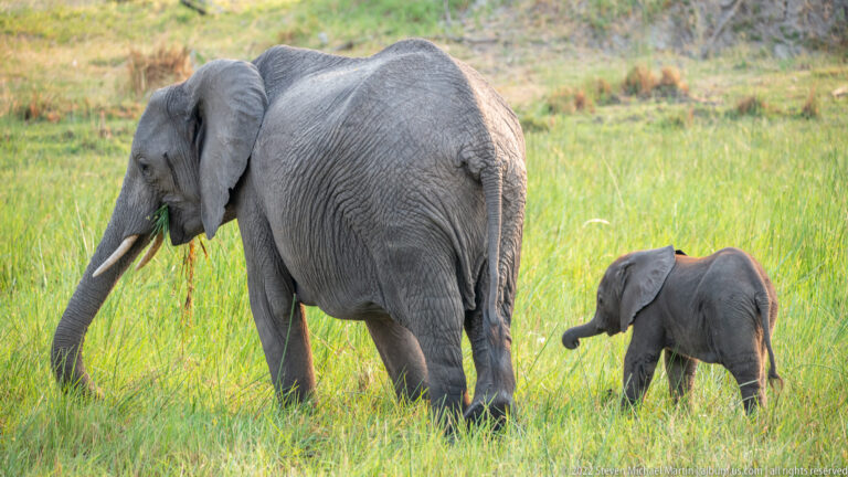 Adult African bush elephant walking through green grass with a small calf following behind.