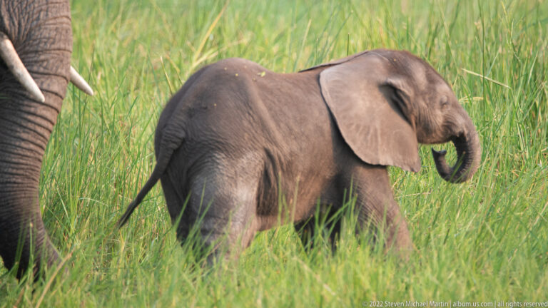 Young elephant walking through tall grass with its trunk curled upward toward its mouth.