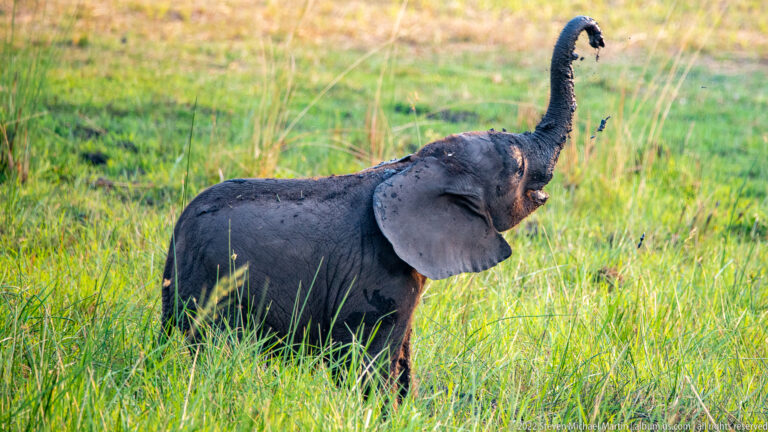 Mud-darkened elephant calf standing in grass with its trunk raised high overhead.