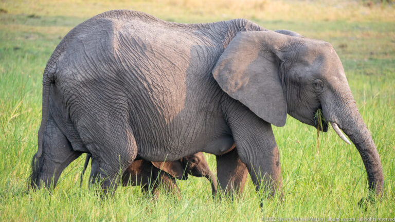 Adult elephant walking through grass with a calf partly hidden beneath its body.