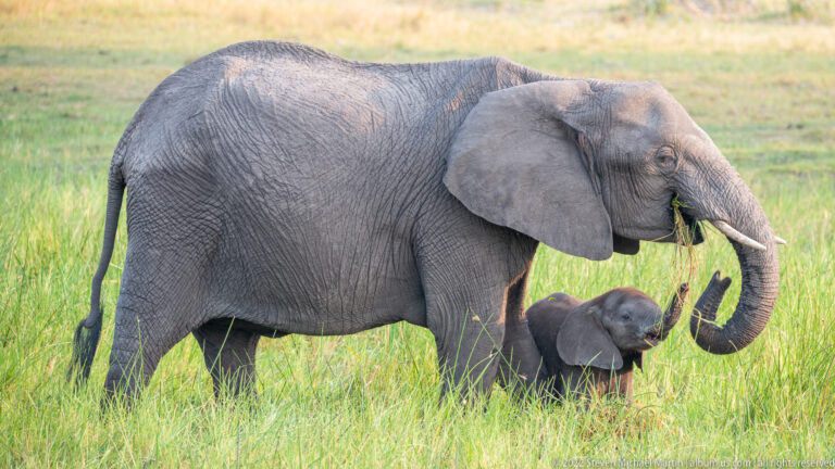 African Elephant