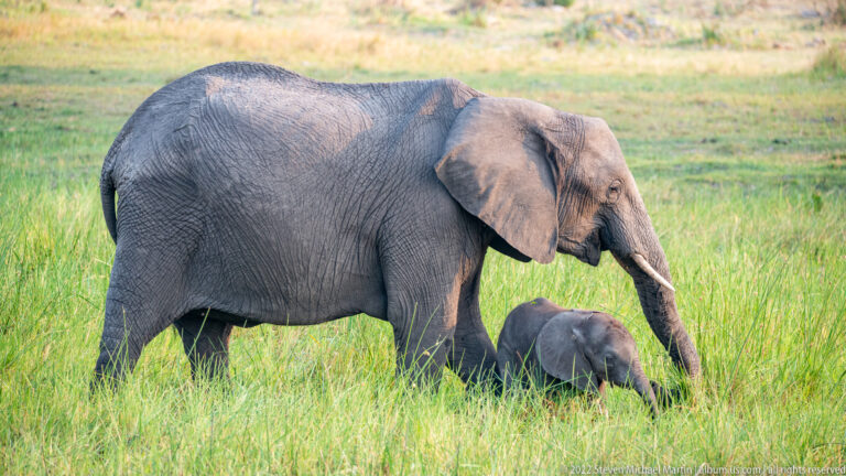 Elephant calf lying in grass beside the legs and lowered trunk of an adult elephant.