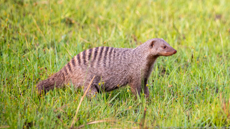 Banded mongoose standing in profile in green grass with dark stripes across its back.