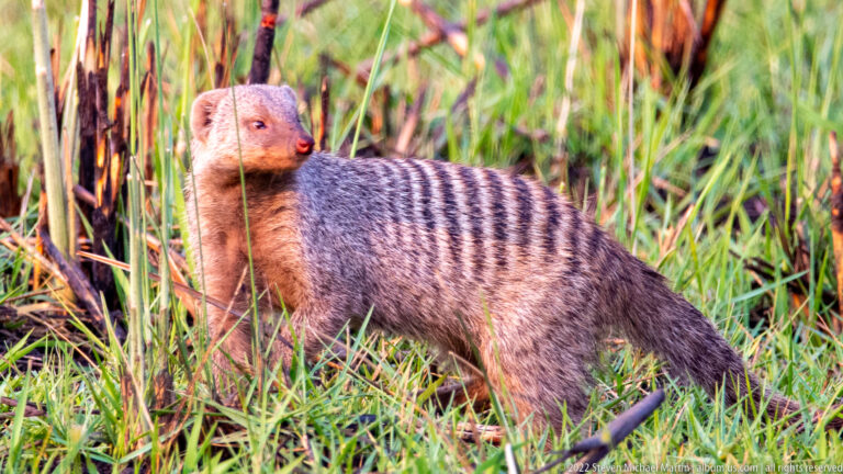 Banded mongoose standing among reeds, its striped back and pointed face lit by warm sunlight.