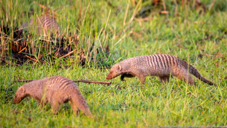 Two banded mongooses moving through wet grass with heads lowered while foraging.