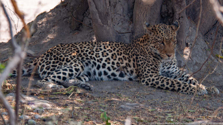 Full-body leopard resting at the base of a large tree in shaded dry woodland, head raised toward the camera.