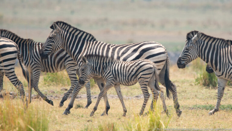 Plains zebra foal walking beside adult zebras in short grass, surrounded by overlapping black-and-white striped bodies.
