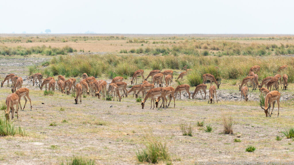 Large herd of tawny impalas scattered across an open floodplain, with many animals grazing among sparse low vegetation.
