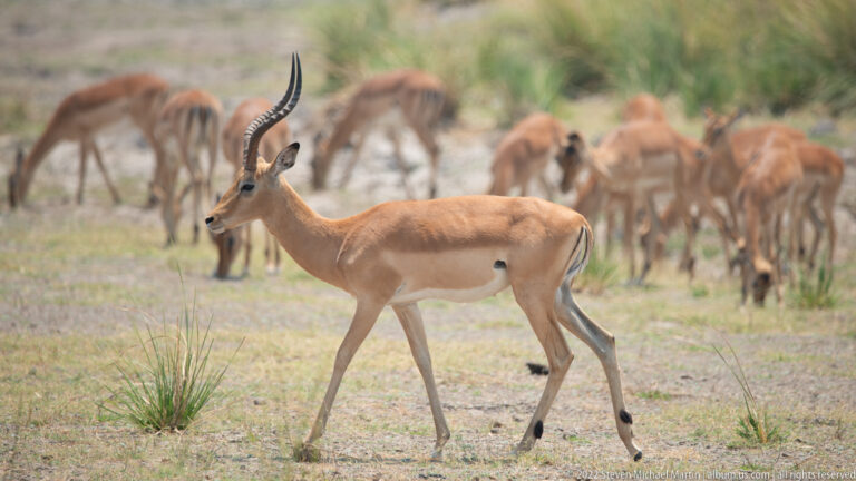 Adult male impala walking in profile with long lyre-shaped horns and tan coat, while a herd grazes behind.