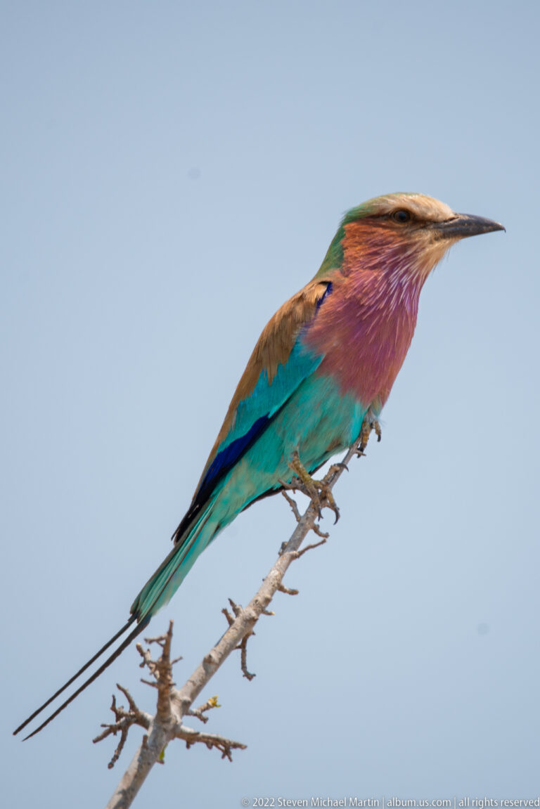 Lilac-breasted roller perched on a bare twig against open sky, showing turquoise body, lilac breast, and long tail streamers.