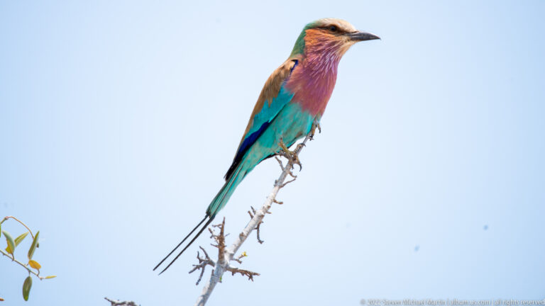 Lilac-breasted roller perched upright on a thin branch, with turquoise body, purple breast, brown crown, and long tail streamers.
