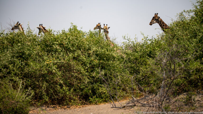 Several giraffe heads and patterned necks protruding above dense green shrubs while the animals browse within the thicket.