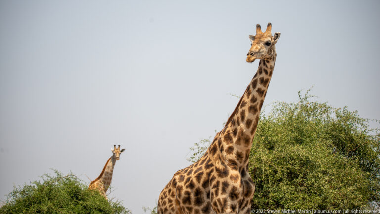 Adult giraffe standing above green scrub with a second, smaller giraffe visible in the distant background.