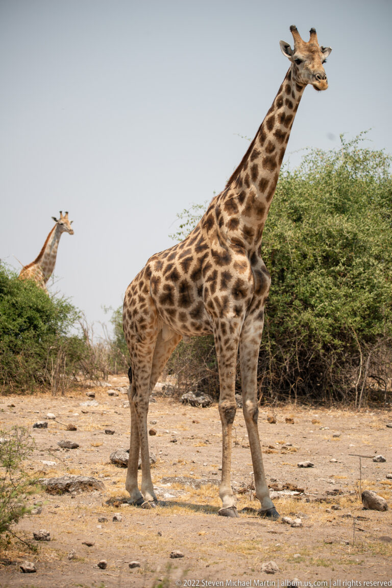 Full-body giraffe walking across dry ground beside low shrubs, with one foreleg extended and another giraffe partly visible behind.