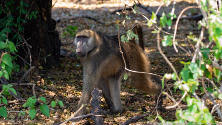 Chacma baboon standing under shaded woodland branches, with gray-brown fur, long dark muzzle, and sturdy limbs.