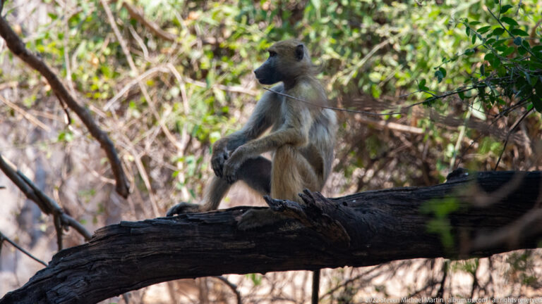 Chacma baboon sitting upright on a thick tree branch with forearms resting in its lap amid leafy woodland.