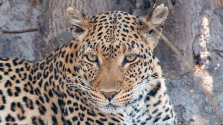 Close frontal portrait of a leopard against tree bark, with pale eyes, white whiskers, and rosetted shoulders.