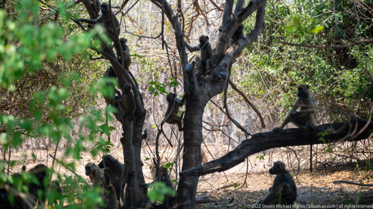 Several chacma baboons scattered through woodland, including one sitting on a high branch and others among trunks near the ground.