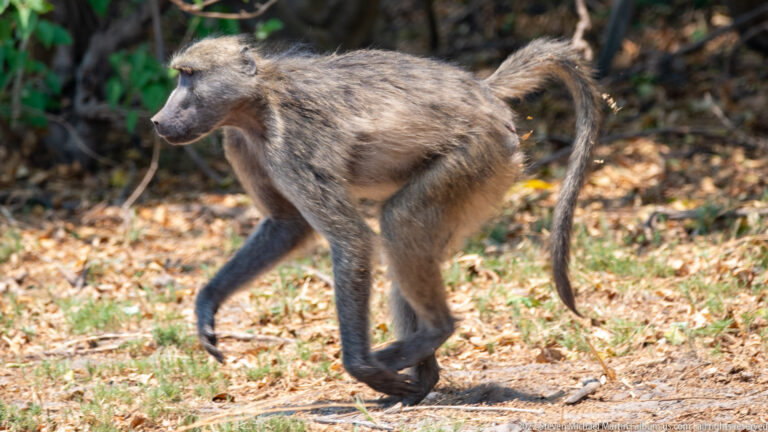 Chacma baboon walking across leaf-covered ground in profile, with long curved tail and gray-brown coat.