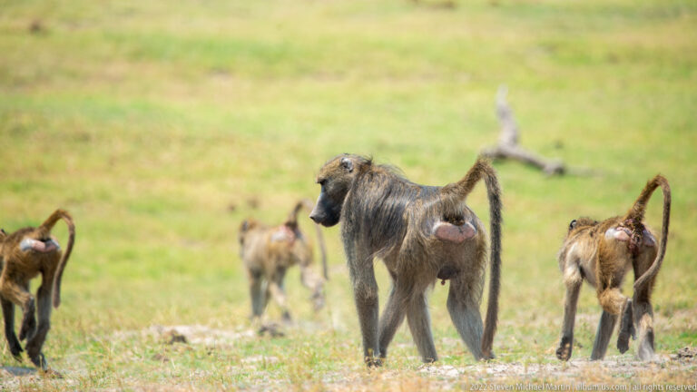 Chacma baboon troop walking away across open grassland, with a central adult pausing while several others continue ahead.