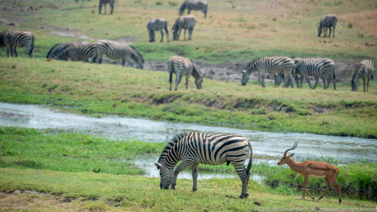 Plains zebra grazing beside a narrow water channel with an impala nearby and more zebras feeding across the far bank.