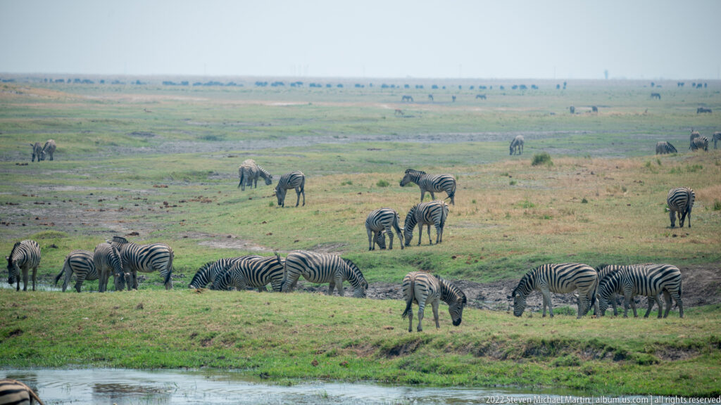 Numerous plains zebras grazing across a broad floodplain beside water, with animals extending into the hazy distance.