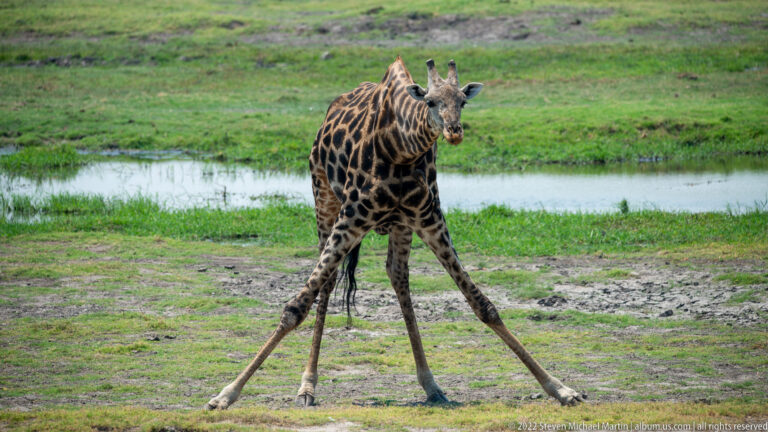 Giraffe standing beside water with its forelegs spread very wide, lowering the front of its body while keeping its neck upright.