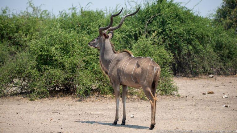 Adult male greater kudu standing in profile on sandy ground, with long spiral horns, gray-brown coat, and white body stripes.