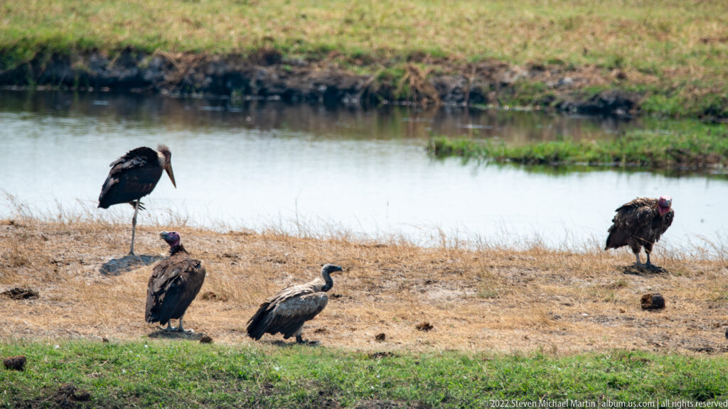 Marabou stork and several vultures standing on dry ground beside a wetland channel, with bare-headed scavengers gathered near the shore.