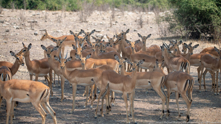 Large, tightly packed herd of impalas standing on pale ground near shrubs, many facing forward with ears raised.