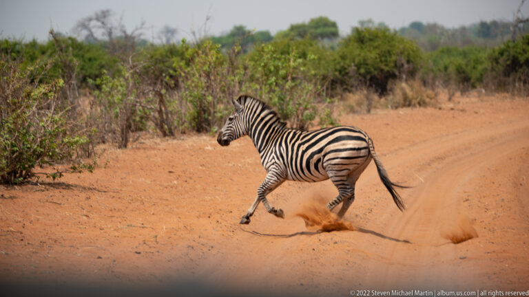 Plains zebra running across a red sandy road, legs extended in mid-stride and dust billowing behind its hooves.