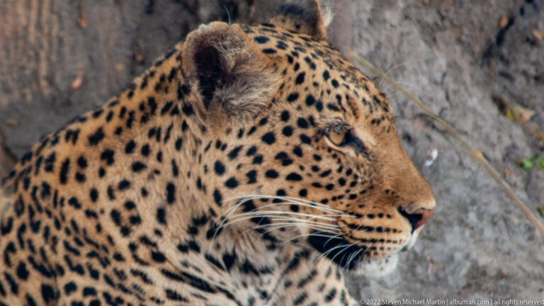 Close side profile of a leopard beside tree bark, showing rounded ear, long whiskers, and dense facial spots.