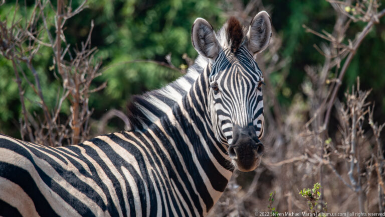 Close portrait of a plains zebra looking toward the camera, with striped face, upright mane, rounded ears, and shoulder visible.