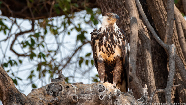 Large brown-and-cream eagle perched upright on a weathered tree trunk, with pale head, streaked breast, hooked bill, and powerful feet.