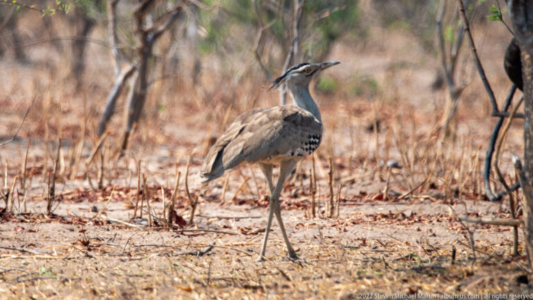 Kori bustard walking through dry woodland, with long pale legs, gray neck, dark crown stripe, and mottled brown body.