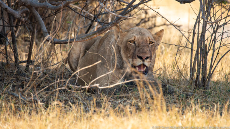 Lioness resting in dry grass beneath thin branches, with head raised and tawny coat blending into shaded woodland.