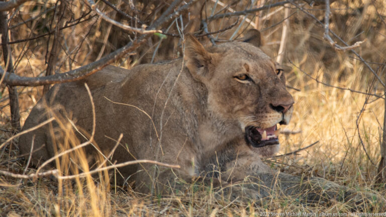 Lioness lying in woodland shade with mouth opened wide in a yawn, exposing tongue and canine teeth.