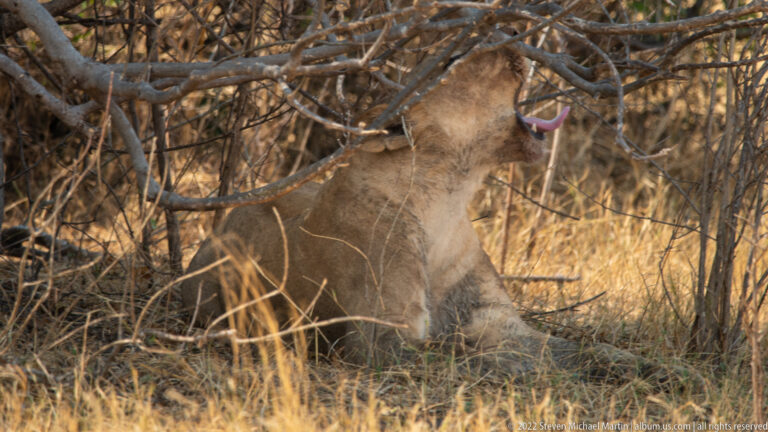 Seated lioness beneath branches with head lifted and tongue extended across her muzzle in a grooming gesture.