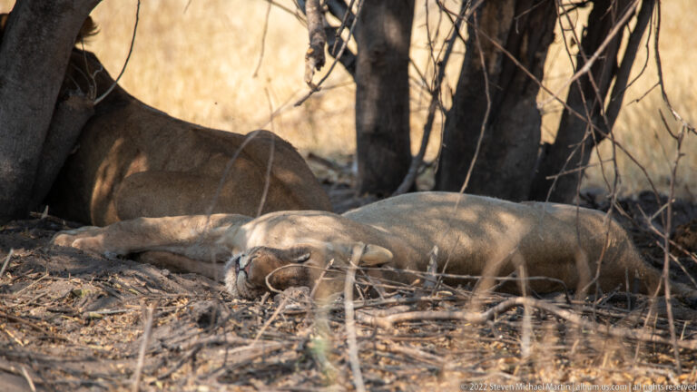 Several lionesses resting together beneath trees, including one asleep in the foreground and another lying in deeper shade behind.