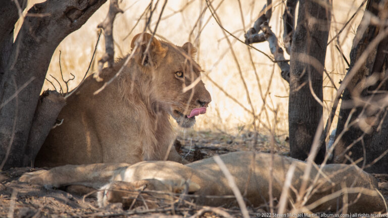 One lioness sitting upright behind another lying in the foreground beneath closely spaced tree trunks.