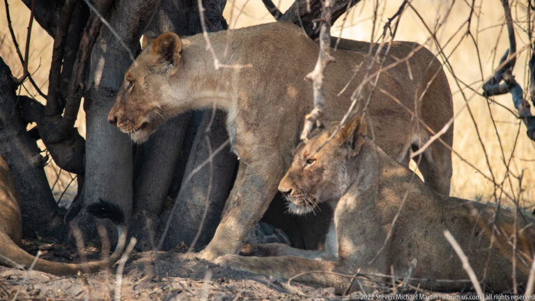 Two lionesses beneath dense tree trunks, one standing and stepping forward while the other remains seated on the ground.