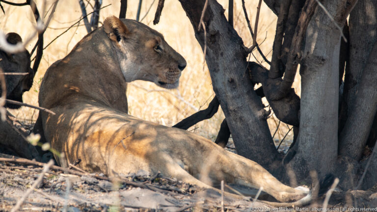 Lioness reclining beside clustered tree trunks with body stretched out and head raised in profile.