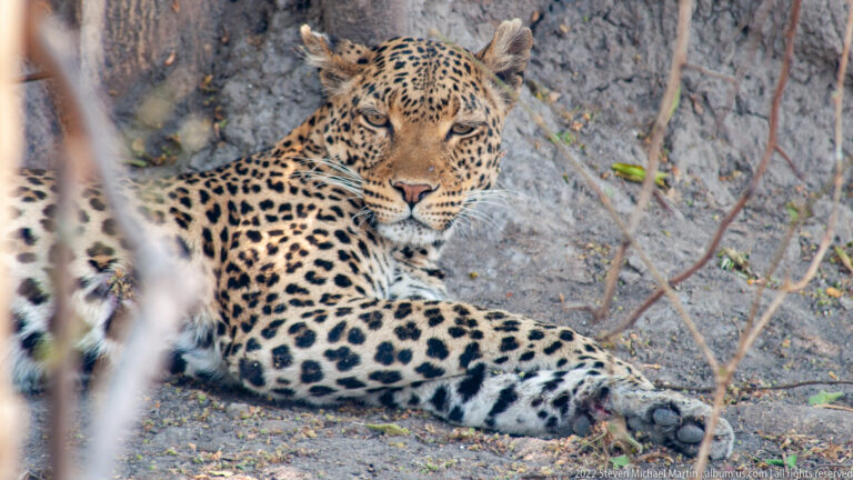 Leopard reclining on sandy ground with one foreleg extended, head raised, and thin branches crossing the foreground.